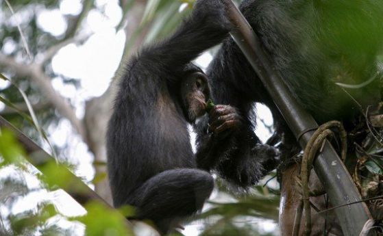 Документирани са 51 случая на пиянство на шимпанзета (видео)