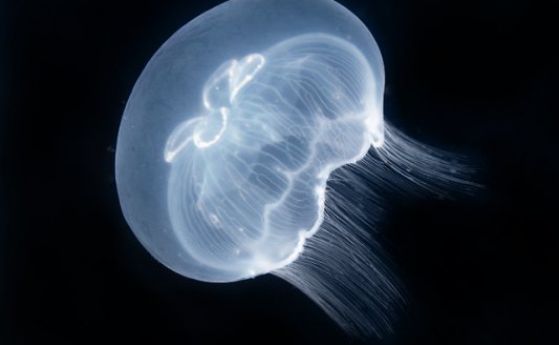 Симетрия преди всичко или как медузите възстановяват тялото си