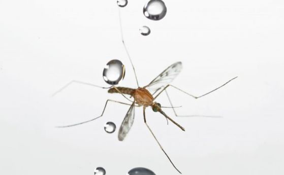Защо дъждът не убива комарите? (видео)