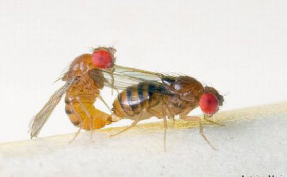 Сексуалният тормоз на мъжките плодови мушици прави живота на привлекателните женски непоносим