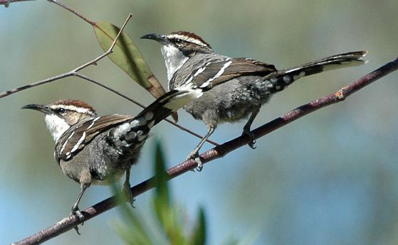 Птици си общуват с "език", подобен на човешкия