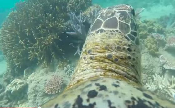 Видеоразходка из Големия бариерен риф с камера върху гърба на морска костенурка (видео)