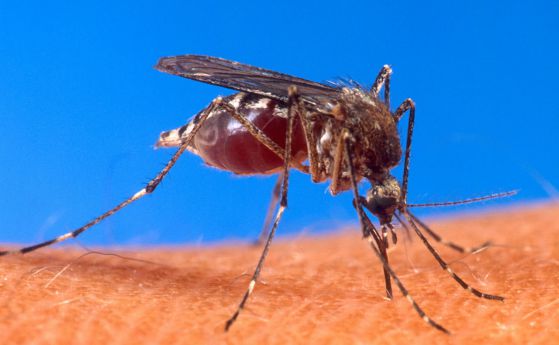 Генетично модифицираните комари доказаха своята ефективност в Бразилия