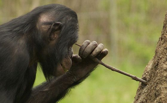 Шимпанзетата използват инструменти не по-зле от хората от каменния век