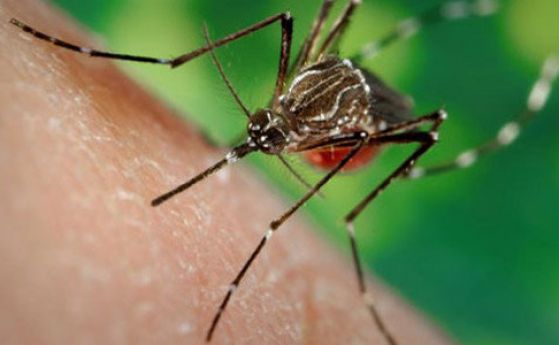 Ловната стратегия на комарите: първо ни подушват, после ни виждат