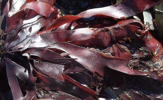 Морски водорасли с вкус на бекон са отгледали американски учени
