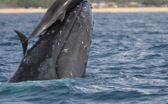 Делфини са забелязани да яздят китове край Хавай