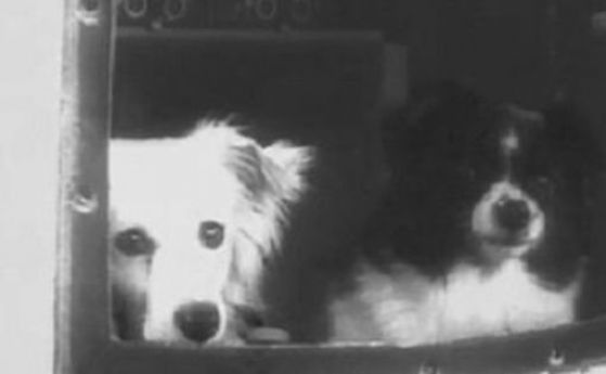 На 22 юли 1951 за първи път кучета са изстреляни в околоземното пространство