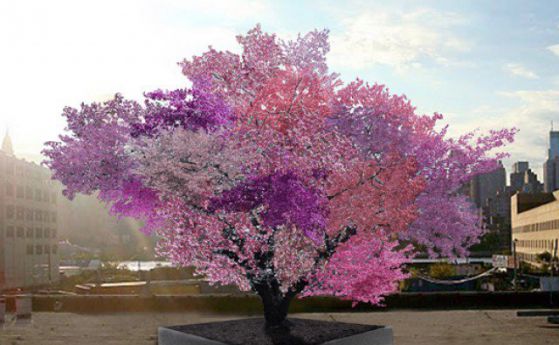 Дърво ражда над 40 вида плодове