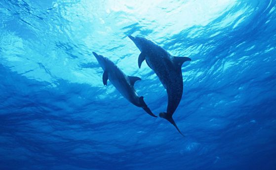 Делфините "крещят", за да надвикат шума от корабите