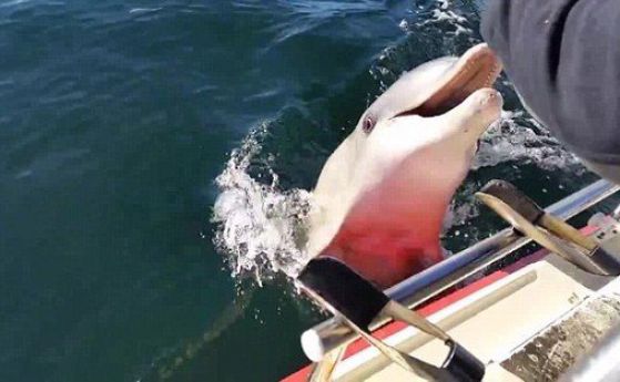Делфин се опитва да отнеме телефона на рибар (видео)