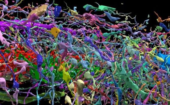Първата 3D карта на мозък в наномащаб е факт (видео)