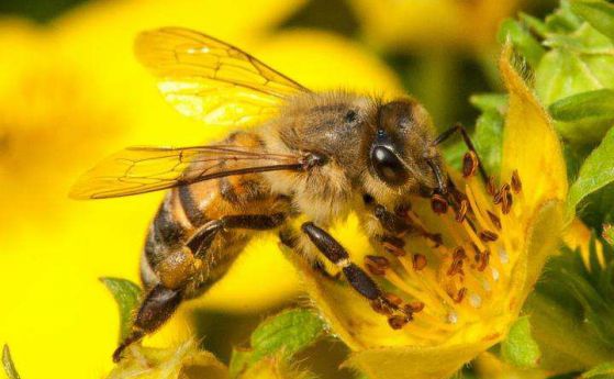 Учените откриха как пчелите ваксинират малките си