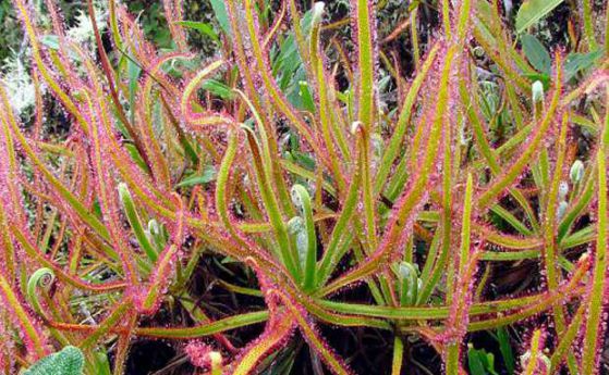 Нов вид растение е открито чрез Facebook - месоядна росянка (Drosera magnifica)