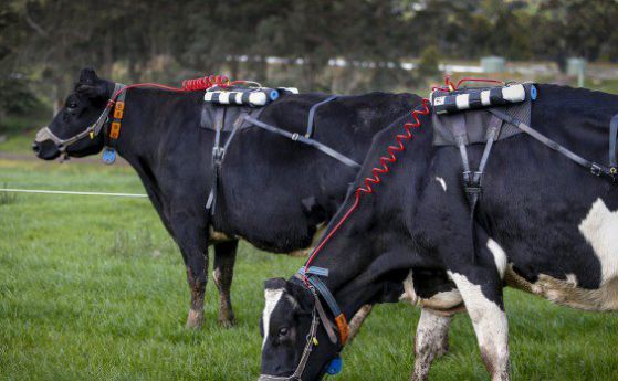 Български професор от САЩ откри как може да се намали отделянето на метан от кравите