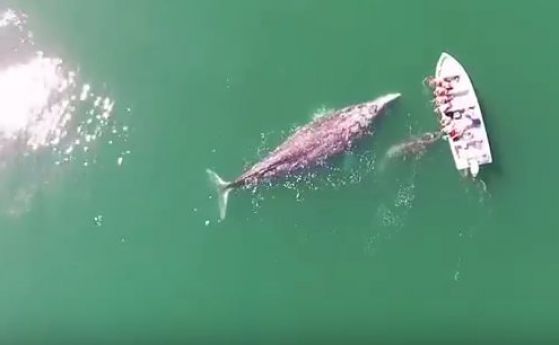 Дрон засне как туристи играят с четири сиви кита край Мексико (видео)