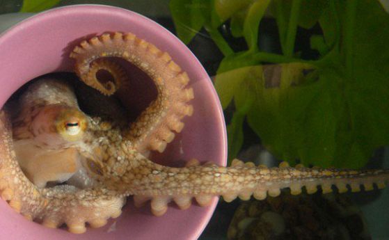 Разкриха причината за високия интелект на октопода