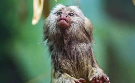 Видео: Как бебетата маймунки се учат да говорят