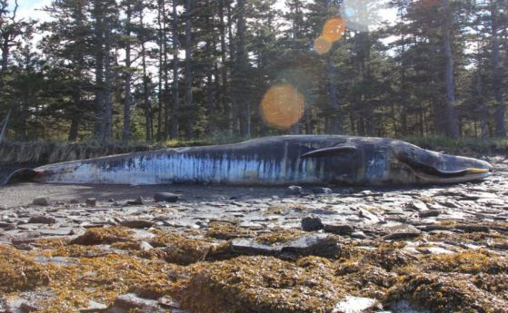 30 кита са загинали на бреговете на Аляска. Няма обяснение защо
