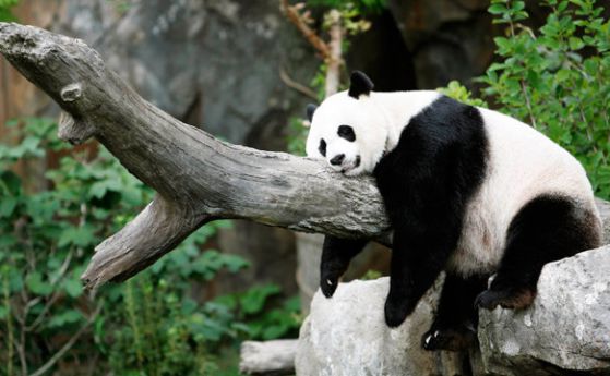 Чуйте първите викове на малкото на пандата Мей Сян в зоопарка Смитсониън (видео)