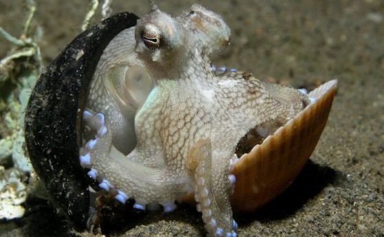 Октоподите използват черупки за оръжие (видео)