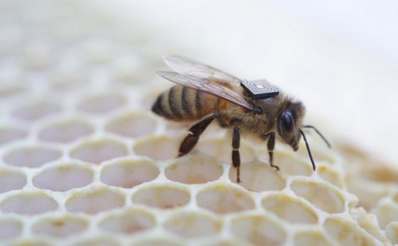 Intel и CSIRO спасяват пчелите