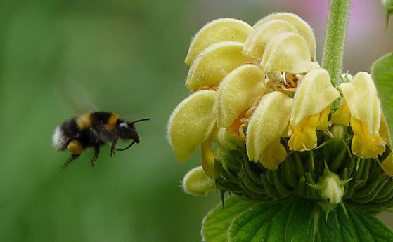 Как пчелите пренасят товари? (видео)