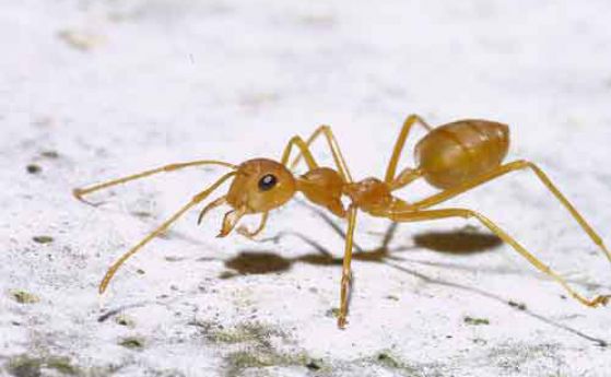 Мравките са евтина и ефективна алтернатива на пестицидите