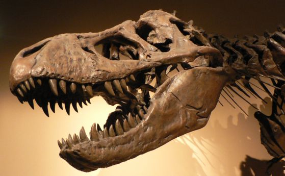 Учени търсят в бройлерите причината за смъртната поза на динозаврите