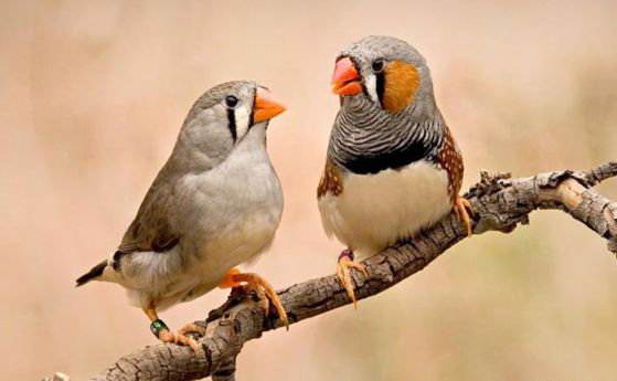 Птици разкриват еволюционното значение на любовта