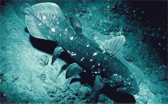 Зародишите на живия фосил - рибата Латимерия имат бели дробове