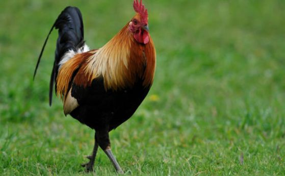 Дивите кокошки се превръщат в домашни само за шест поколения 