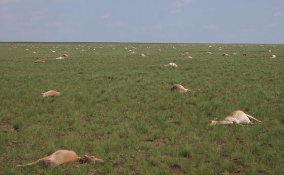 За 4 дни измират 60 000 антилопи и никой не знае защо
