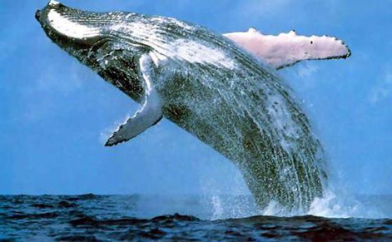 Какво общо имат китовете с парашутите?
