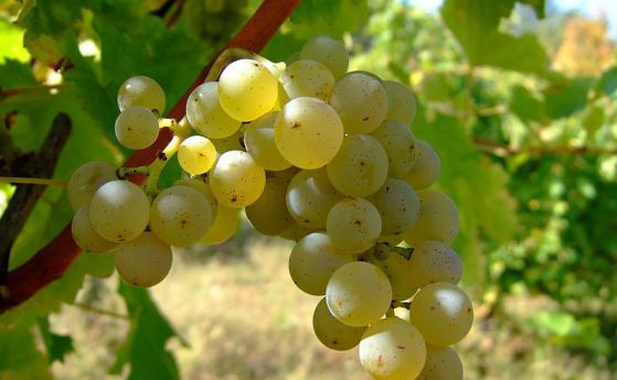 Ароматът и вкусът на местните вина зависят от дрождите