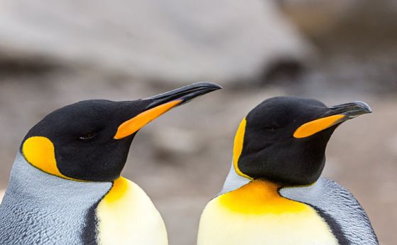 Kралските пингвини си избират партньор по клюна му 