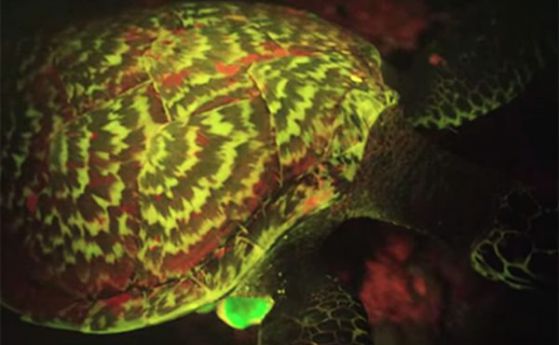 Уникално видео с първата намерена светеща костенурка