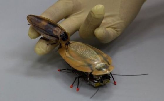  Руски учени създадоха робот-хлебарка