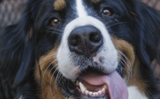 Интелигентно устройство разпознава емоциите на кучето ни