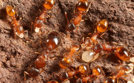 Повечето мравки са мързеливи (видео)