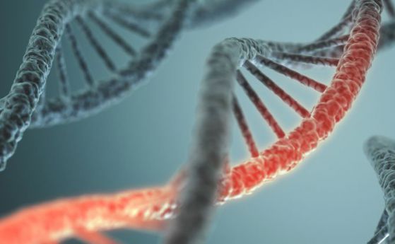Дезактивирането на някои гени може да удължи живота ни с до 60% 