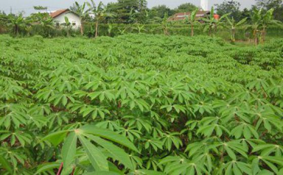 ГМО растение предлага решение на недостига на витамин В6 в Африка