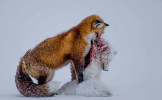 Наградена снимка на лисици припомня за глобалното затопляне