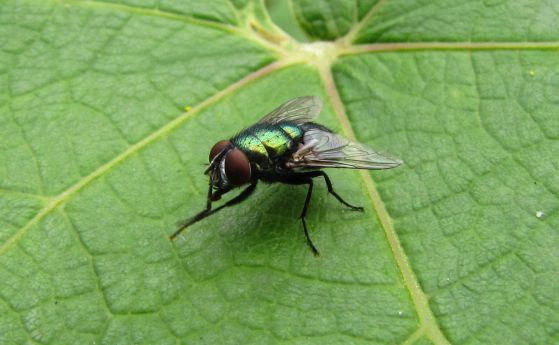 Защо мухите потъркват крачетата си? (видео)