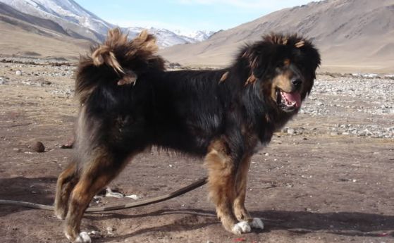 Родината на кучета е Монголия и Непал, според генетичен анализ 