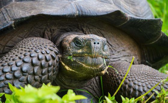 Нов вид гигантска костенурка е намерен на островите Галапагос
