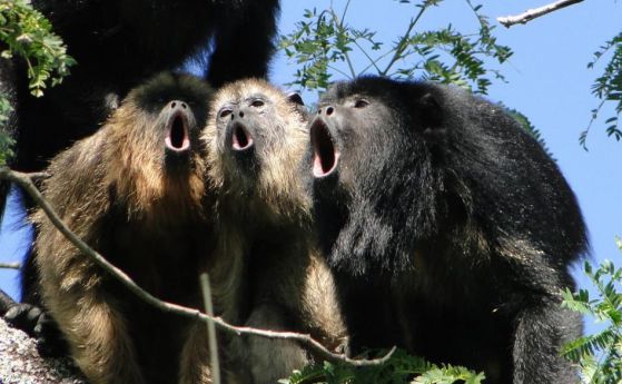 Колкото по-силно крещят маймуните, толкова по-малко сперматозоиди произвеждат (видео)