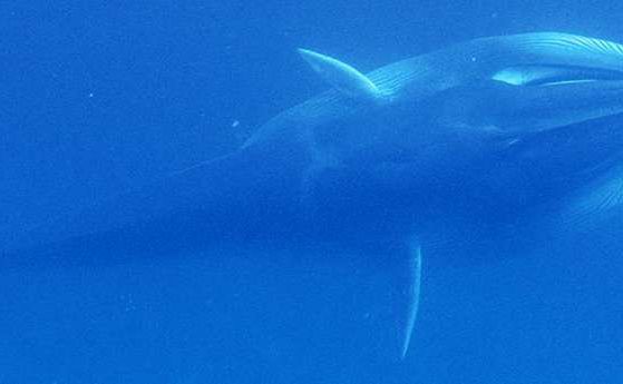 За първи път в природата е наблюдаван най-редкия кит (видео)