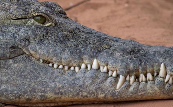 Крокодилите могат да спят само с едното си мозъчно полукълбо, докато другото остава нащрек