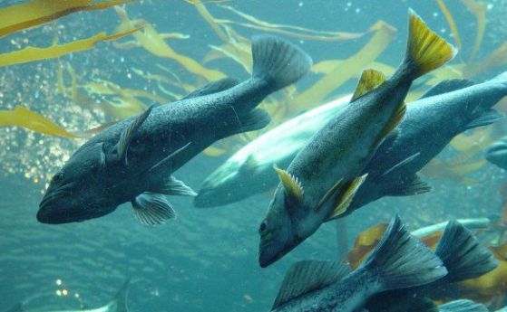 Разгадано е защо рибите имат инфрачервено зрение (видео)
